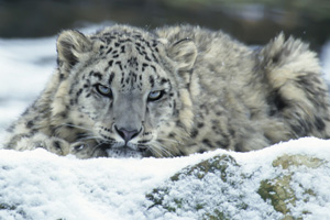 Protégeons le léopard des neiges !