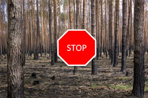 Fin de la biodiversité : STOP à la monoculture dans nos forêts !