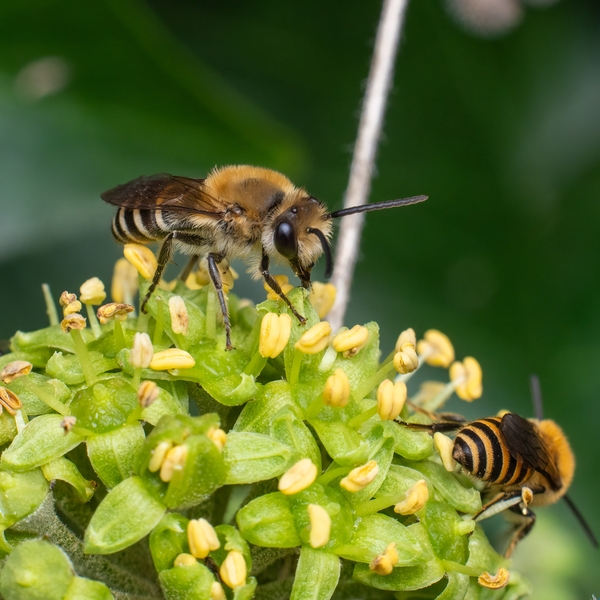 NON au retour des néonicotinoïdes : sauvons les abeilles !